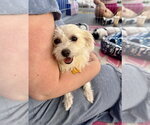 Small Photo #4 Mutt Puppy For Sale in Marina Del Rey, CA, USA