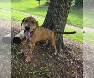 Oscar - Male Labrador Retriever-Rhodesian Ridgeback Mix Dog for Adoption - Photo #4