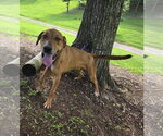 Small Photo #4 Labrador Retriever-Rhodesian Ridgeback Mix Puppy For Sale in Attalka, AL, USA