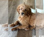 Small Photo #4 Golden Retriever-Poodle (Toy) Mix Puppy For Sale in NEWPORT BEACH, CA, USA