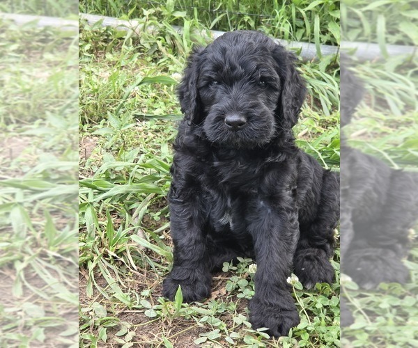 Medium Photo #3 Double Doodle Puppy For Sale in FYFFE, AL, USA