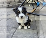 Small #1 Miniature Australian Shepherd