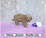 Small #2 Poodle (Miniature)