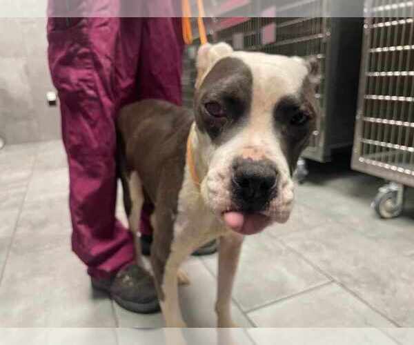 Medium Photo #2 American Staffordshire Terrier-Unknown Mix Puppy For Sale in New York, NY, USA