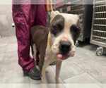 Small #1 American Staffordshire Terrier Mix