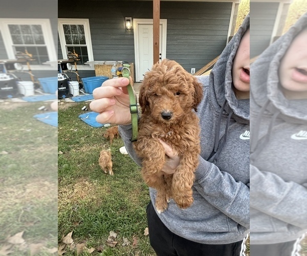 Medium Photo #8 Goldendoodle Puppy For Sale in MANSFIELD, MO, USA