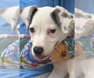 Mutt Dogs for adoption in Euless, TX, USA