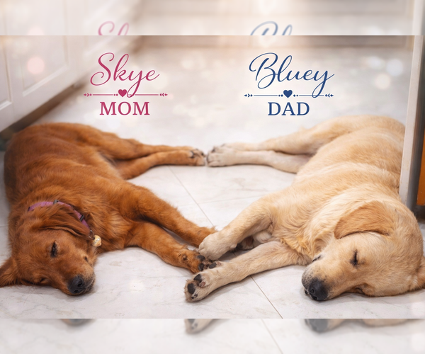 Medium Photo #1 Golden Retriever Puppy For Sale in ORLANDO, FL, USA