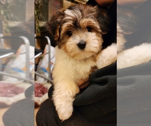 Biewer Terrier-Maltese Mix Puppy for sale in CLACKAMAS, OR, USA