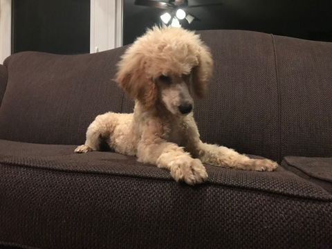 Medium Photo #27 Poodle (Standard) Puppy For Sale in AUGSBURG, IL, USA