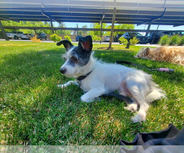 Medium Photo #1 Rat Terrier-Unknown Mix Puppy For Sale in Sandy, UT, USA