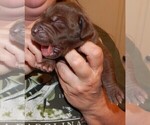 Small Photo #5 Great Dane Puppy For Sale in SPRAGGS, PA, USA