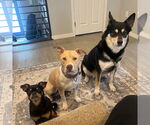 Small #12 American Pit Bull Terrier Mix