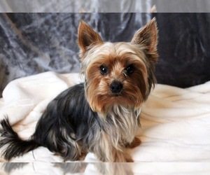 Father of the Yorkshire Terrier puppies born on 01/23/2023