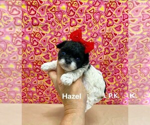 Maltipoo (Toy) Puppy for sale in WINNSBORO, LA, USA