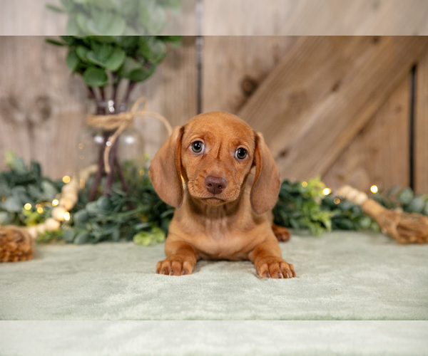 Medium Photo #1 Dachshund Puppy For Sale in GREENWICH, OH, USA