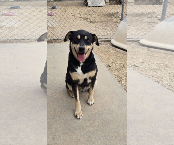 Medium Photo #4  Puppy For Sale in , 