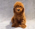 Puppy Teddy Poodle (Miniature)