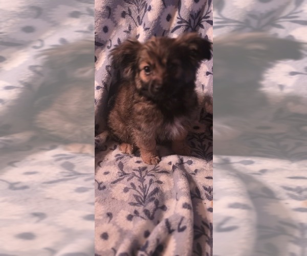 Medium Photo #1 Maltipom Puppy For Sale in HUDSON, MA, USA