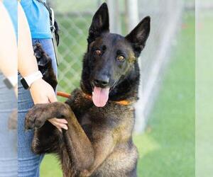 Mutt Dogs for adoption in Camarillo, CA, USA