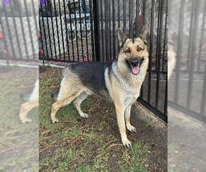 German Shepherd Dog Dogs for adoption in Riverside, CA, USA