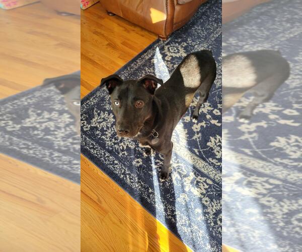 Medium Photo #2 Labrador Retriever-Unknown Mix Puppy For Sale in Doylestown, PA, USA