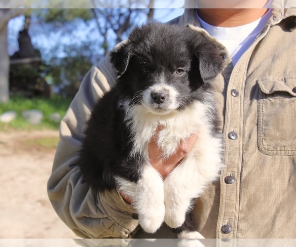 Medium Photo #10 Australian Shepherd Puppy For Sale in ACTON, CA, USA