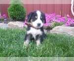 Small Photo #6 Greater Swiss Mountain Dog Puppy For Sale in MILLERSTOWN, PA, USA