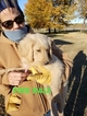 Small Photo #22 Goldendoodle Puppy For Sale in CLARKSVILLE, TX, USA