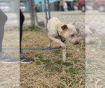 Small #3 American Pit Bull Terrier