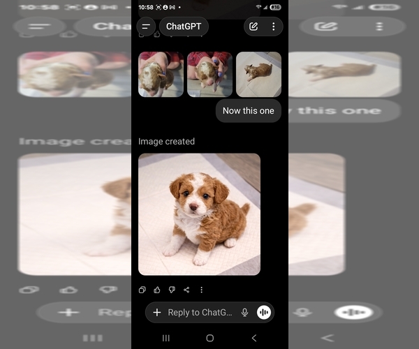 Medium Photo #4 Goldendoodle mix (+ Poodle Standard) Puppy For Sale in MILFORD, UT, USA