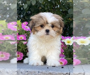 Shih Tzu Puppy for sale in CANOGA, NY, USA