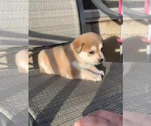 Labrador Retriever-Siberian Husky Mix Puppy for sale in SAN DIEGO, CA, USA