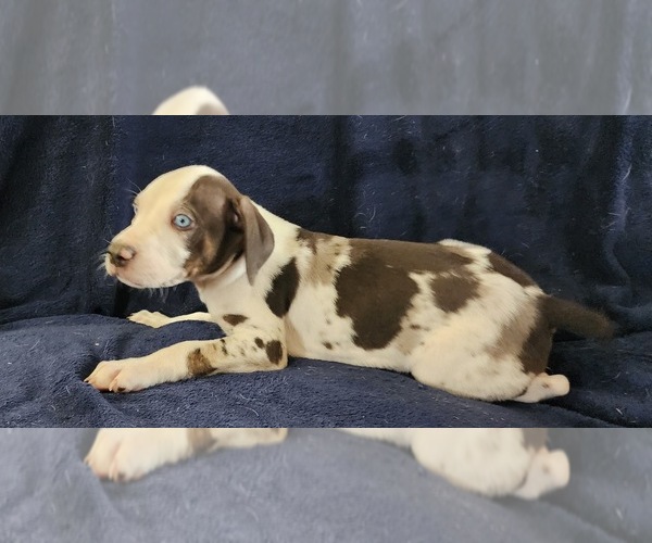Medium Photo #28 Catahoula Leopard Dog Puppy For Sale in CUMBY, TX, USA
