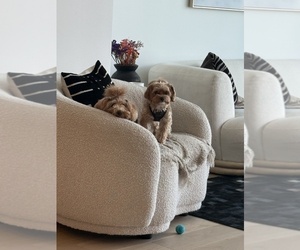 Mother of the Maltipoo puppies born on 07/11/2025