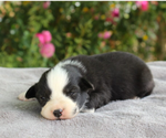 Puppy Ruby Australian Shepherd
