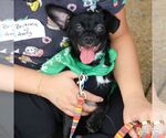 Small #4 Chihuahua Mix