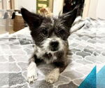Small #4 Mutt