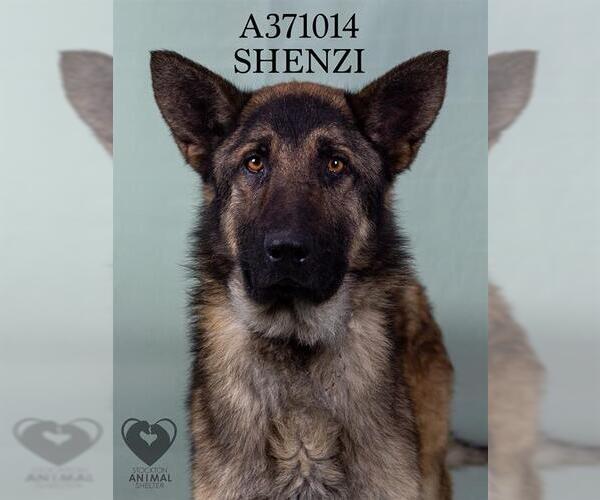 Medium Photo #2 German Shepherd Dog Puppy For Sale in Stockton, CA, USA