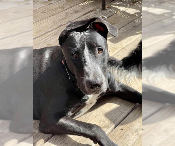 Medium Photo #2 Great Dane-Labrador Retriever Mix Puppy For Sale in San Antonio, TX, USA