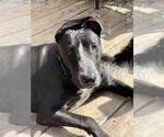 Small #1 Great Dane-Labrador Retriever Mix