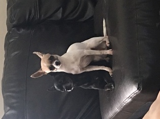 Chihuahua Puppy for sale in CHARLOTTE, NC, USA