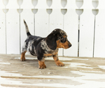 Small #2 Dachshund