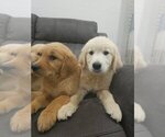 Small #1 Golden Retriever