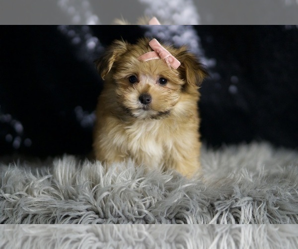 Medium Photo #41 Morkie Puppy For Sale in WARSAW, IN, USA