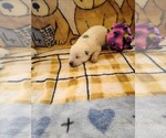 Small Photo #29 German Shepherd Dog Puppy For Sale in CECILIA, KY, USA