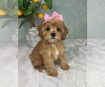 Small #3 Cavapoo