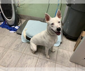 Siberian Husky-Unknown Mix Dogs for adoption in Grand Prairie, TX, USA