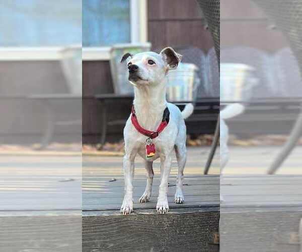 Medium Photo #26 Jack Chi Puppy For Sale in Caldwell, NJ, USA