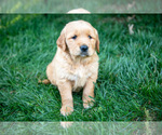 Small Photo #15 Golden Retriever Puppy For Sale in NAPPANEE, IN, USA